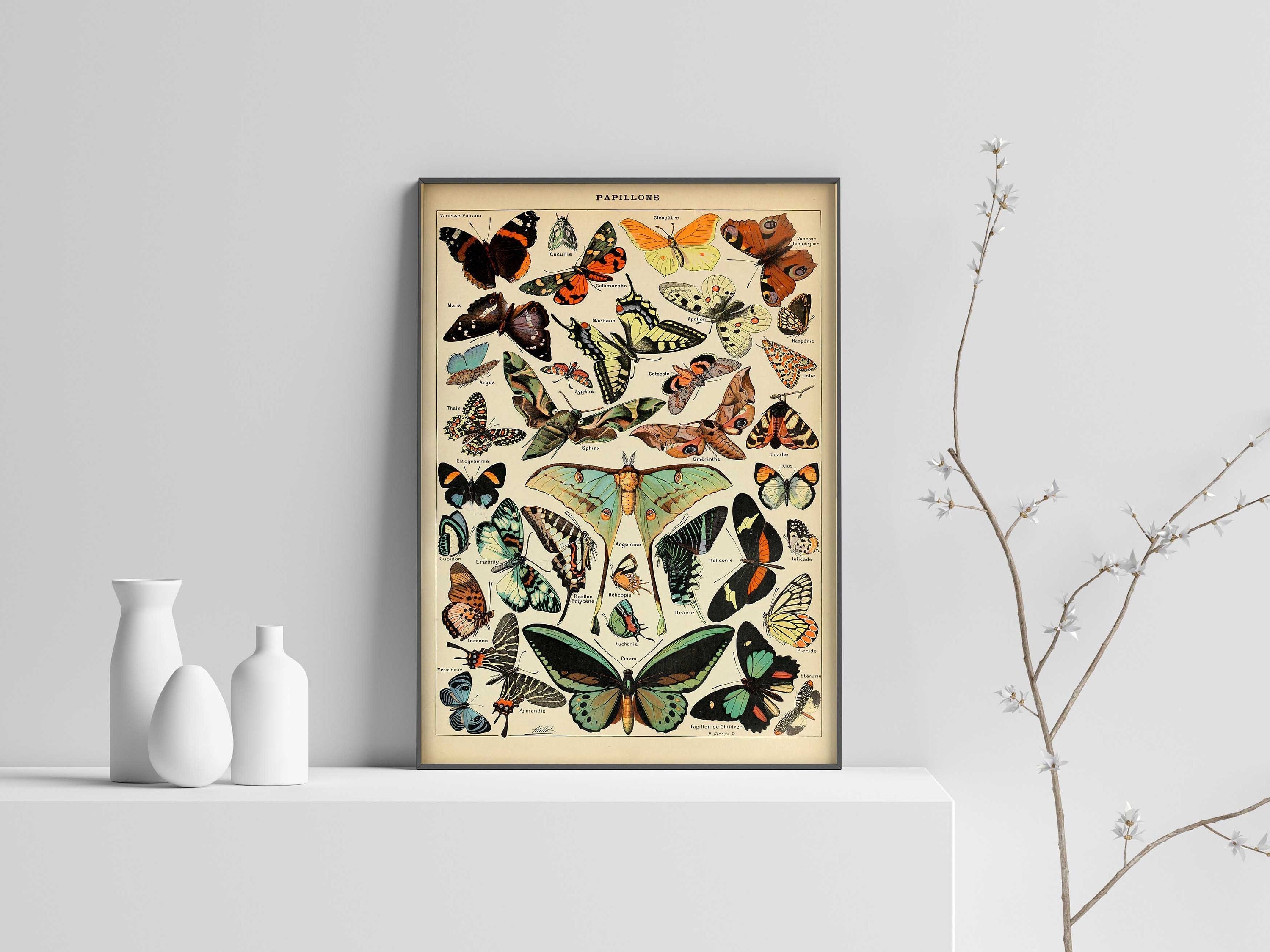 Adolphe Millot Butterflies Print, Vintage Papillons, Vintage Art, Butterflies Poster, Gift Idea – Wall Art Poster Print – Sizes A2/A3/A4