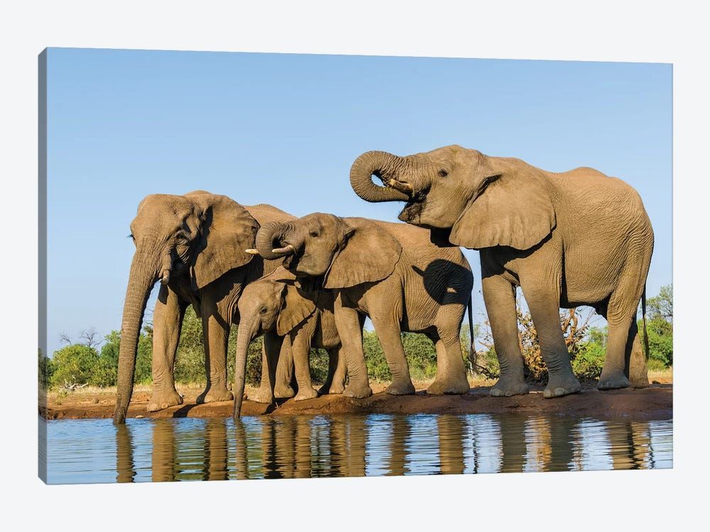 View of Elephant family at water hole, Botswana, Africa Canvas Poster 8″x12″ 12×18″ 18″x26″ 24″x36″ 30″x45″