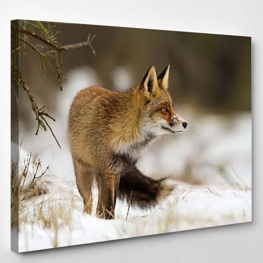 Red Fox Snow 9 – Hunting And Fishing Canvas Print