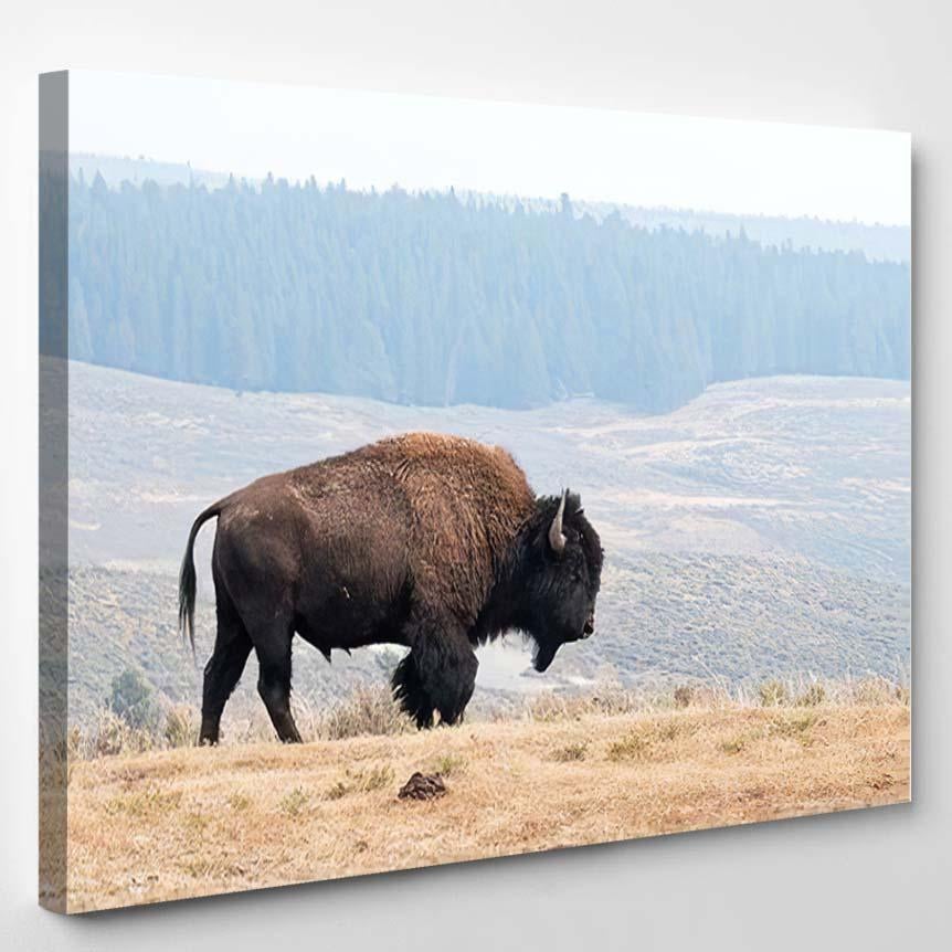 American Bison Yellowstone National Park Usa – Bison Animals Canvas Print