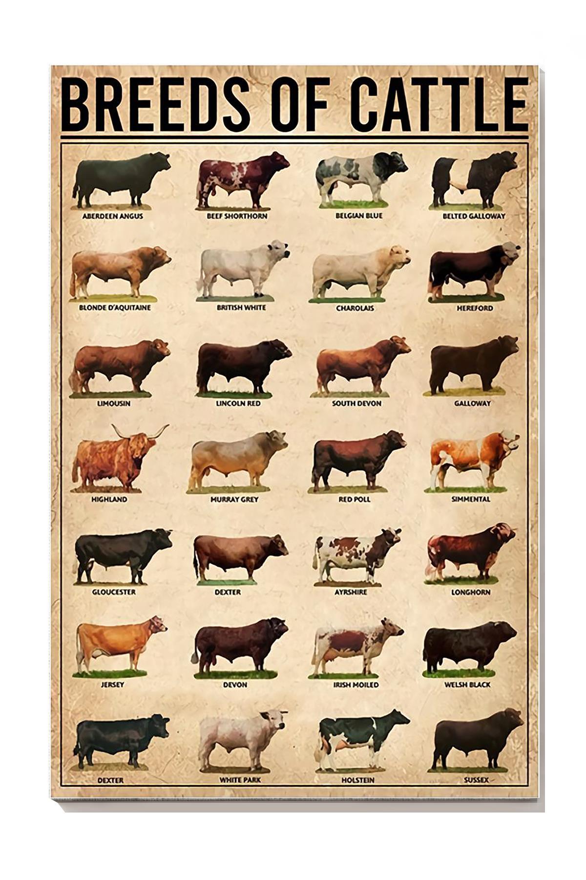 Breeds Of Cattle Animal Knowledge For Homeschool Nusery Kids Bedroom Decor Canvas