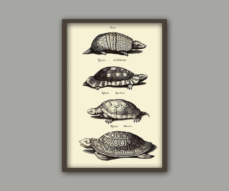 Antique Turtle Print Art, Turtle Wall Art Home Decor, Turtle Print, Reptile Biology Poster, Animals Art Print