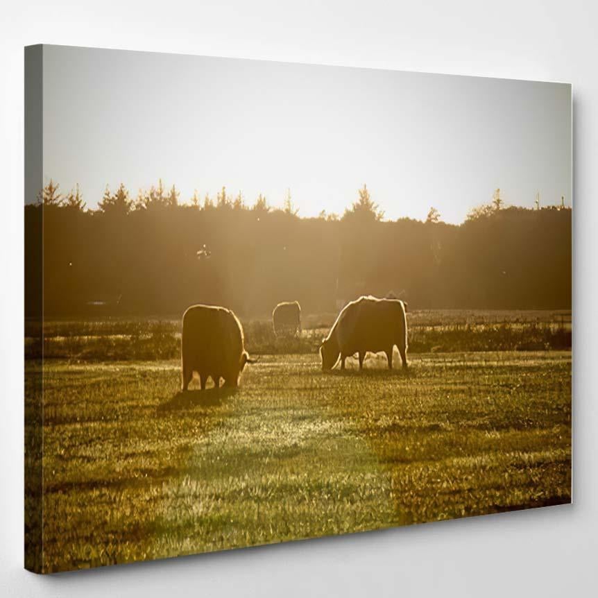 Some Bisons Grazing Grass Netherlands – Bison Animals Canvas Print