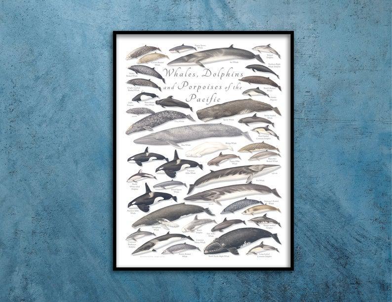 Whales, Dolphins, And Porpoises Of The Pacific Poster