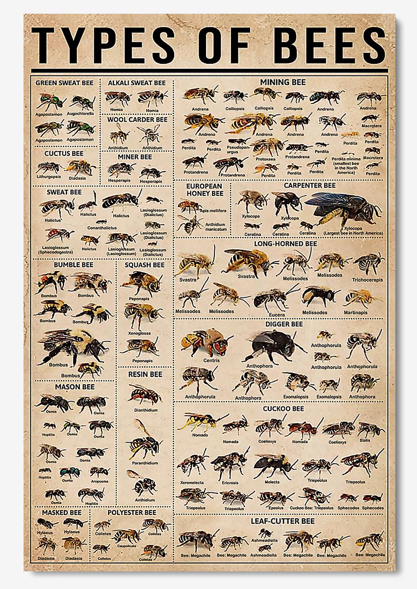 Types Of Bees Animal Wall Art Gift For Bee Lovers Scientists Poster