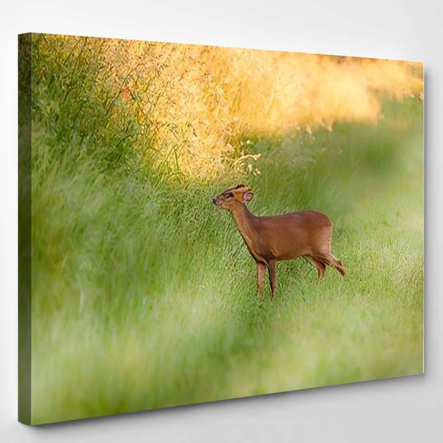 Wild Muntjac Deer Close Crossing Grass – Deer Animals Canvas Print