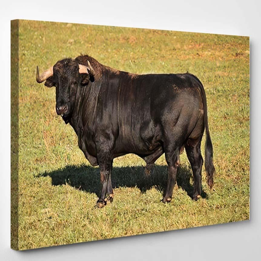 Spanish Bull On Field Big Horns – Bison Animals Canvas Print