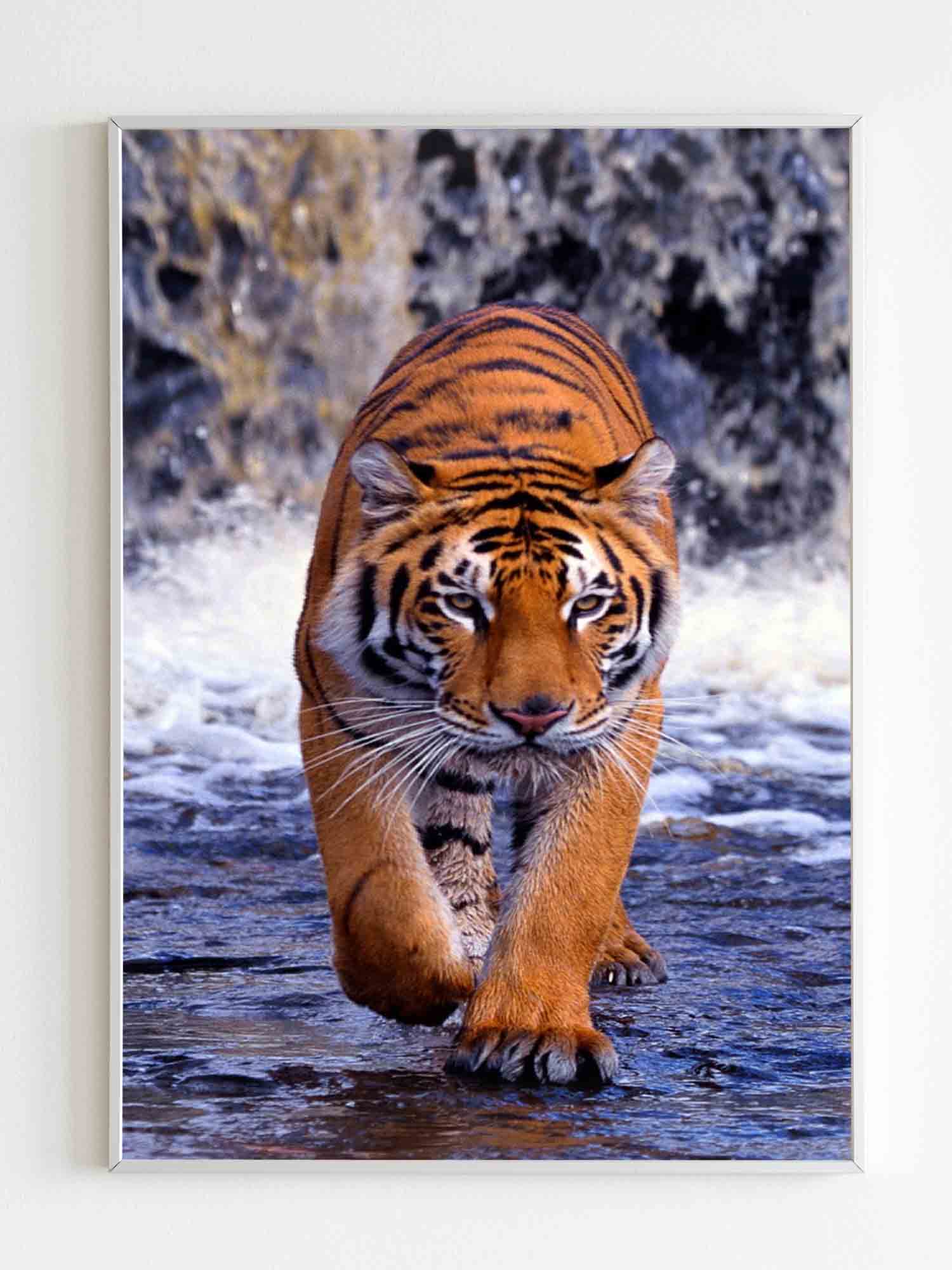 Tiger Walking In River Poster