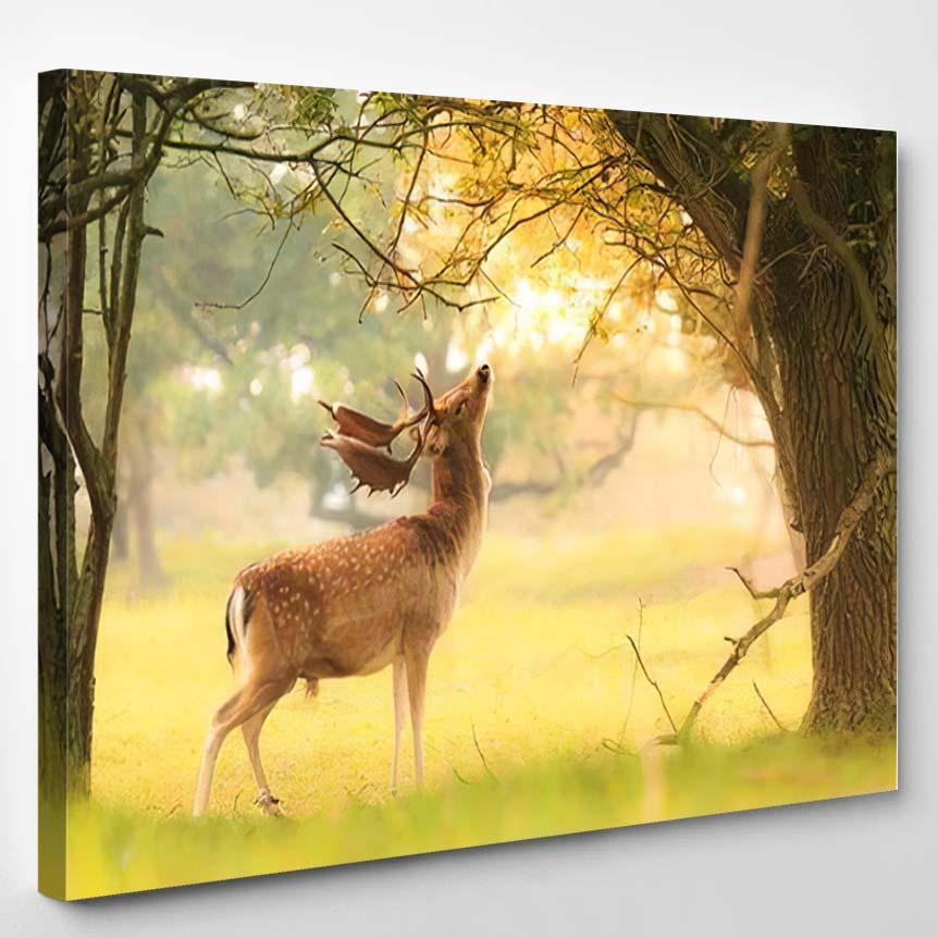 Proud Male Fallow Deer Stag Dama – Deer Animals Canvas Print