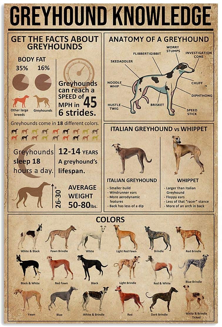 Poster – Greyhound Knowledge Vertical Poster Wall Art Print – MD – Home ...