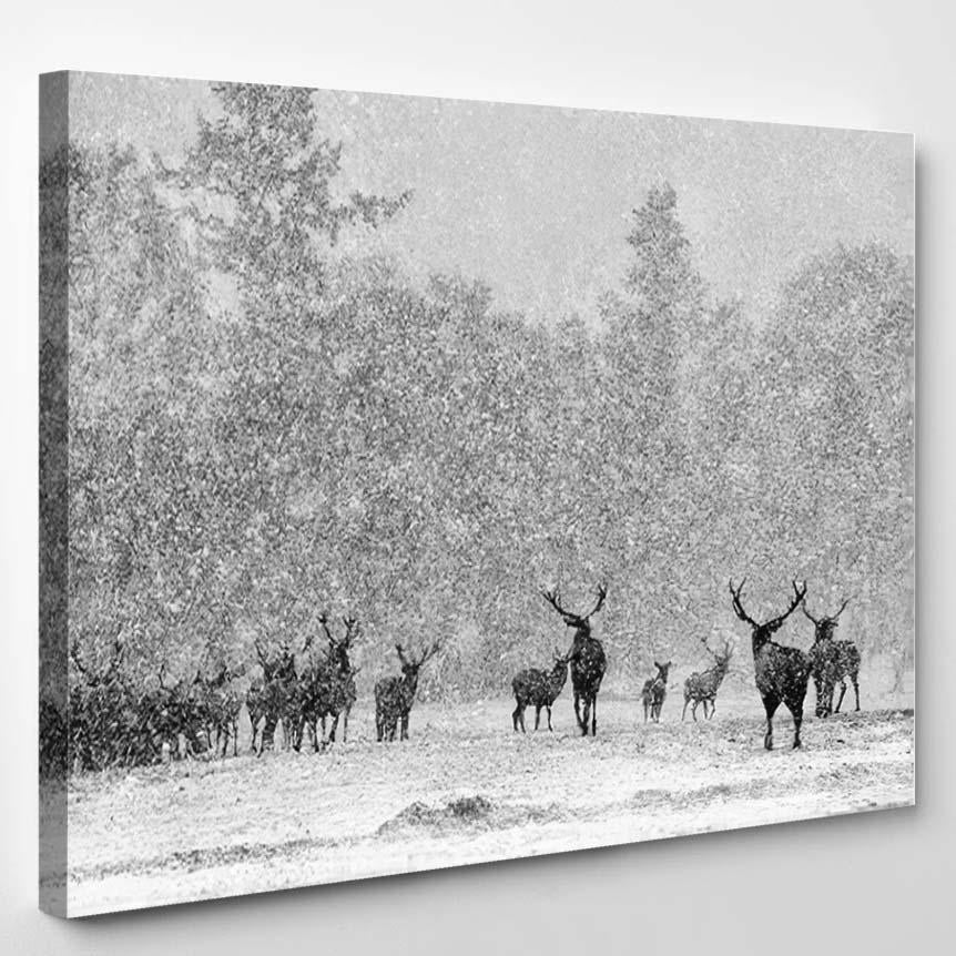 Red Deer Stags Cervus Elaphus Scottish – Deer Animals Canvas Print