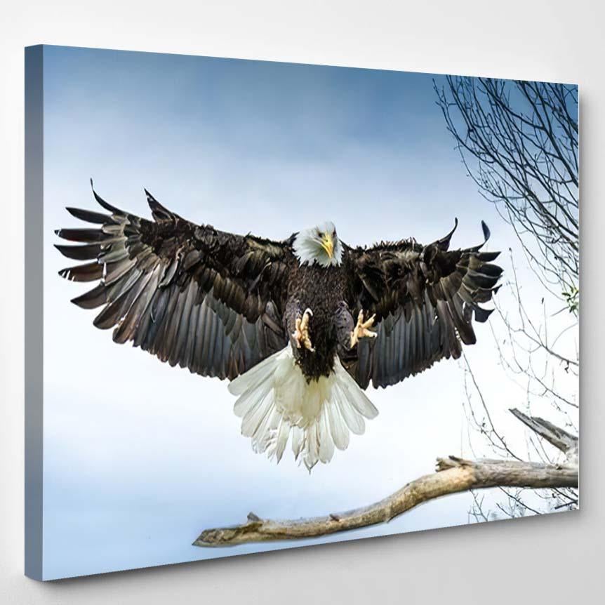 American Bald Eagle Landing On Branch – Eagle Animals Canvas Print