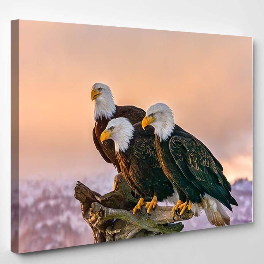 Three American Bald Eagles Perch On 1 – Eagle Animals Canvas Print