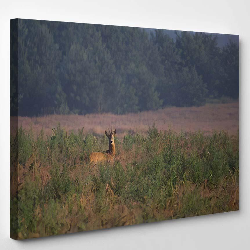 Roe Deer Goat Capreolus – Deer Animals Canvas Print