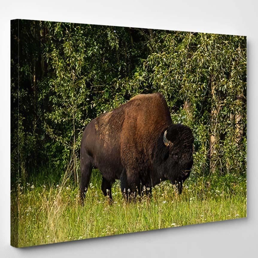 American Bison Along Alaska Highway Canad A1 – Bison Animals Canvas Print