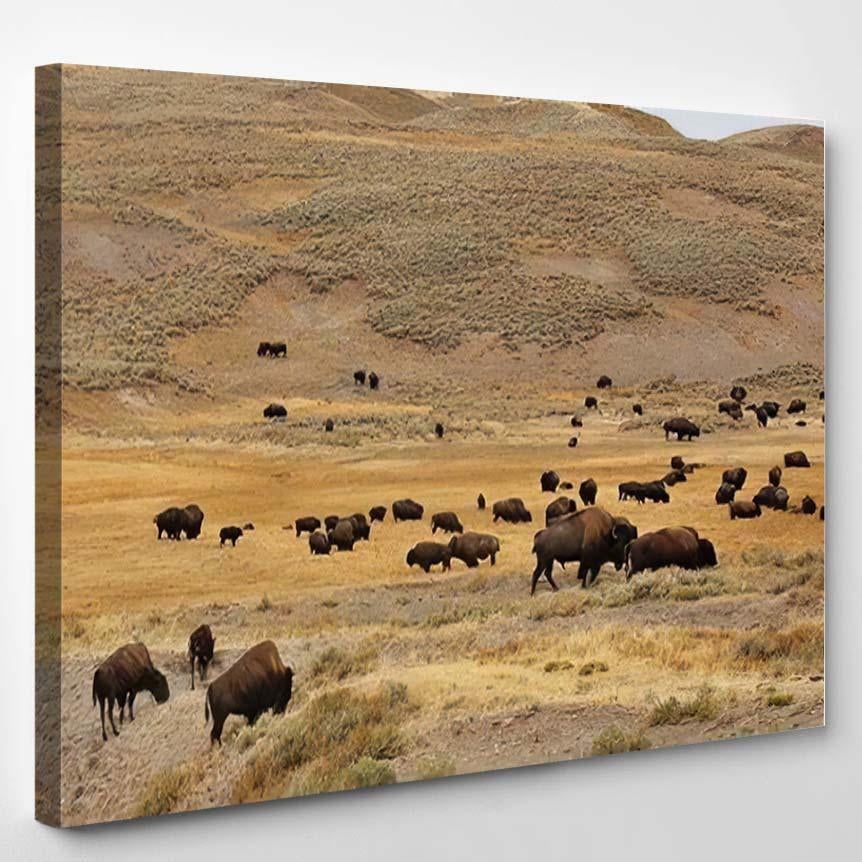 American Bison Simply Commonly Known Buffalo 1 – Bison Animals Canvas Print