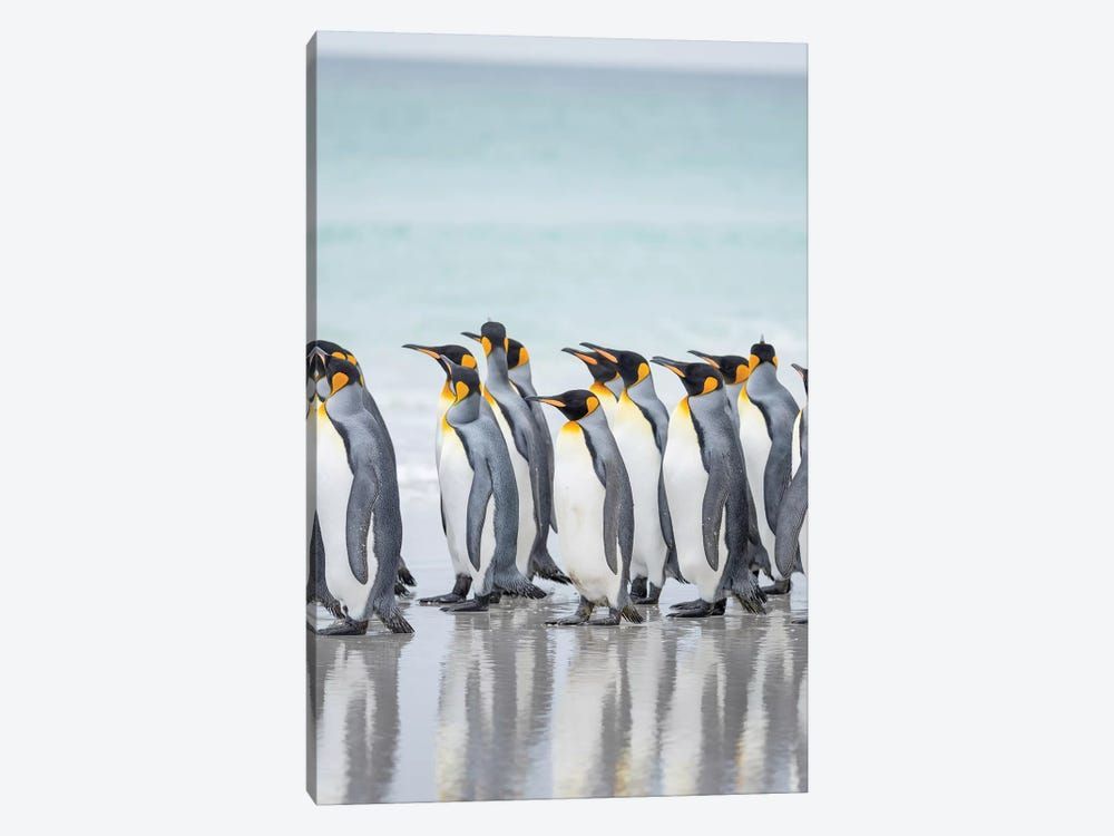 King Penguin On Falkland Islands. Canvas Poster 8″x12″ 12×18″ 18″x26″ 24″x36″ 30″x45″