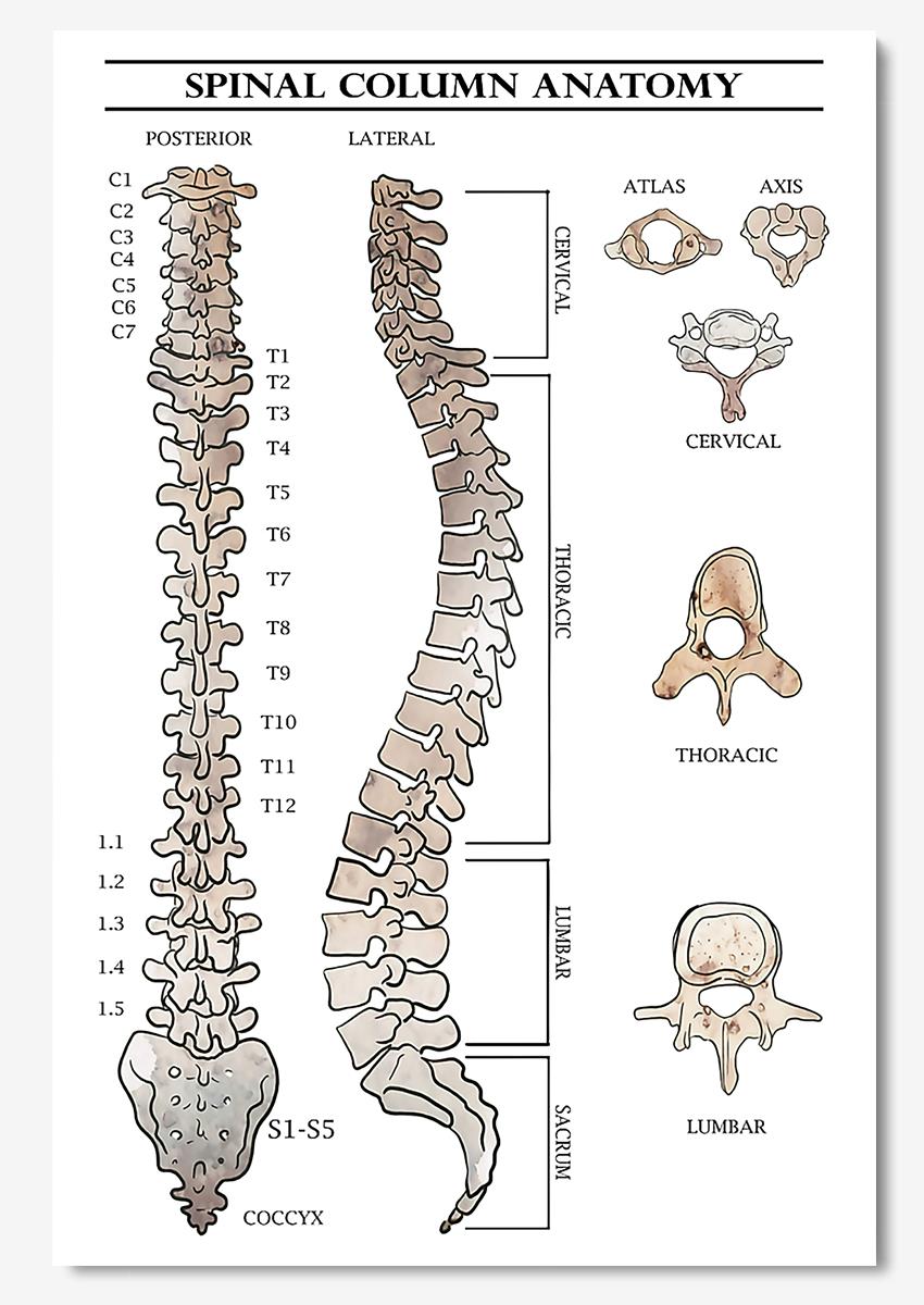 Basic Knowledge Of Spinal Column Anatomy Wall Art For Consulting Room Poster