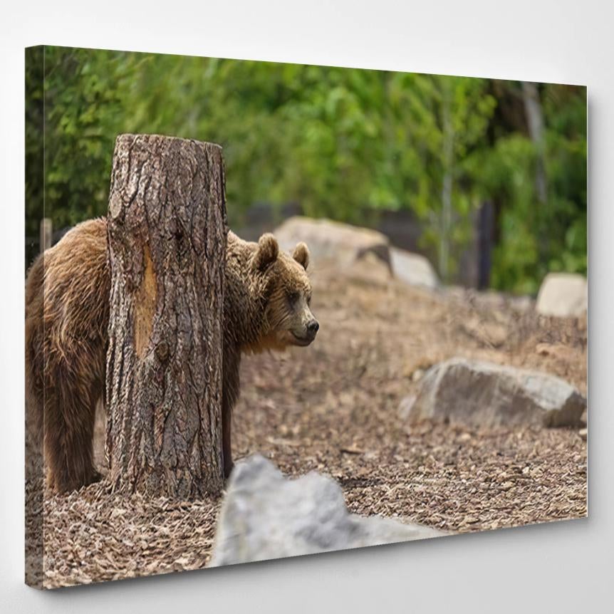 Young Brown Grizzly Bear Hiding Behind – Bear Animals Canvas Print