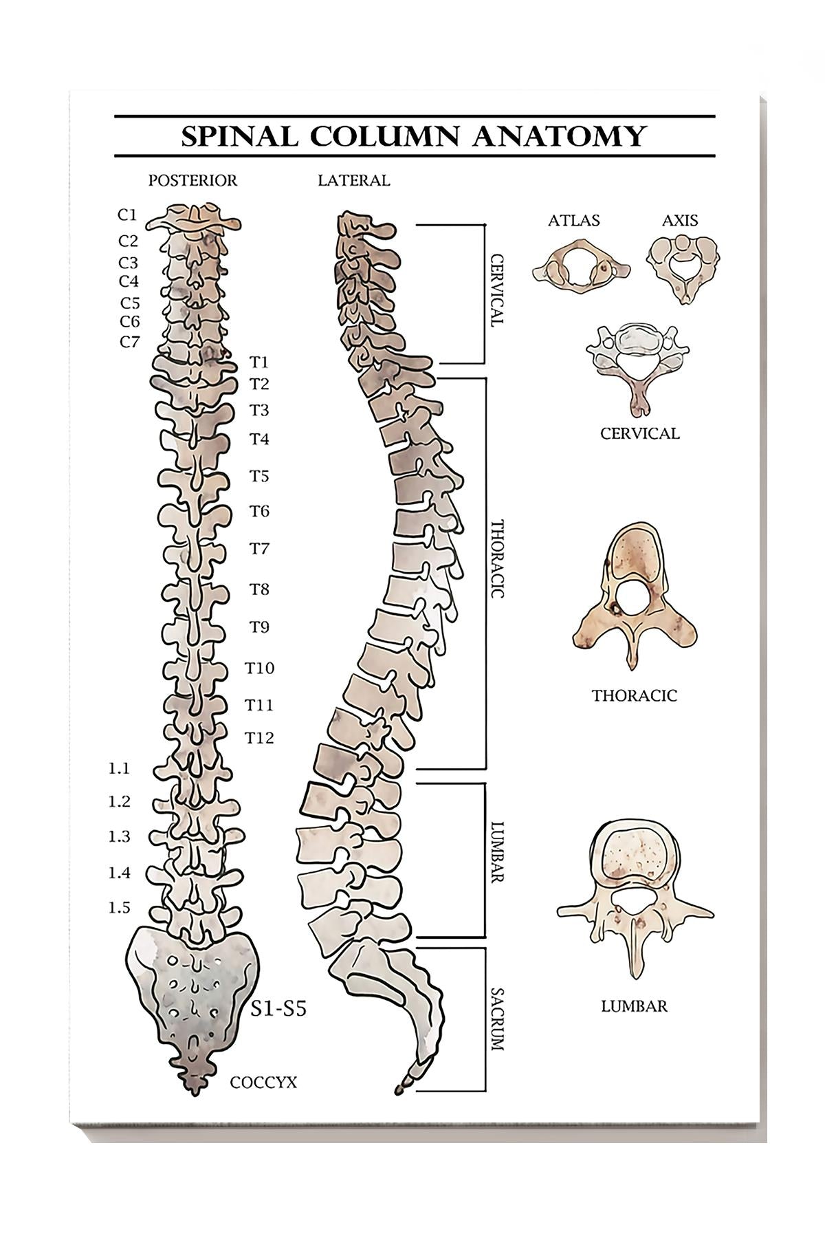 Basic Knowledge Of Spinal Column Anatomy Wall Art For Consulting Room Wrapped Canvas