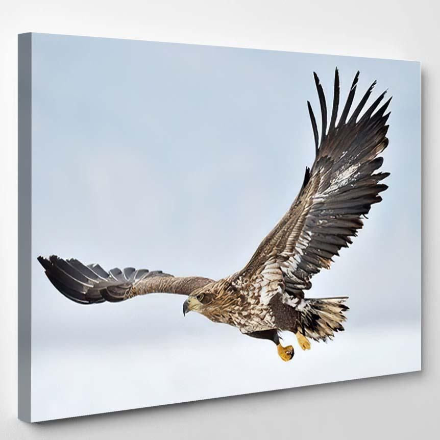 Whitetailed Sea Eagle Flying Above Pack – Eagle Animals Canvas Art Wall Decor Christmas Gift Ideas