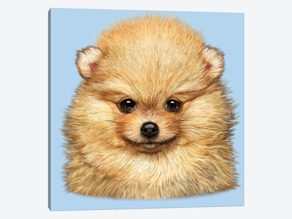 Pomeranian Puppy Canvas Poster 8″x12″ 12×18″ 18″x26″ 24″x36″ 30″x45″