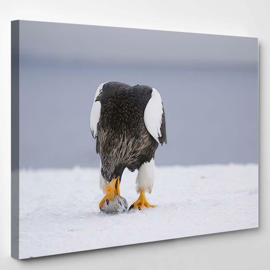 Seaeagle Pelagicus Very Large Powerful Eagles – Eagle Animals Canvas Print