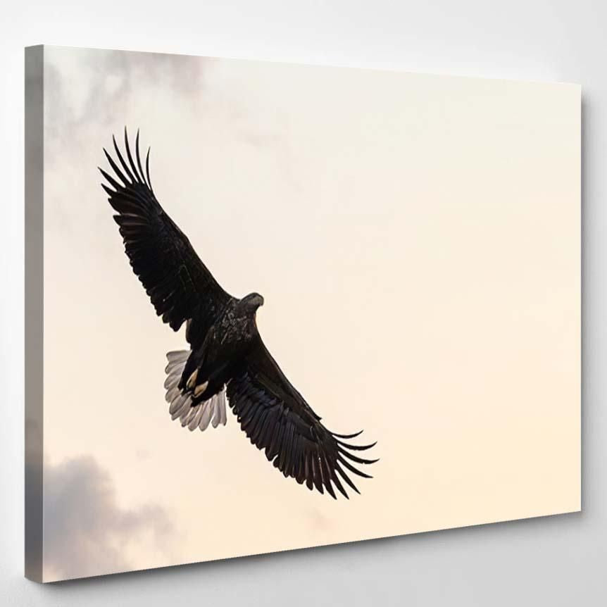 Whitetailed Eagle Flight Flying Against Colorful – Eagle Animals Canvas Art Wall Decor Christmas Gift Ideas