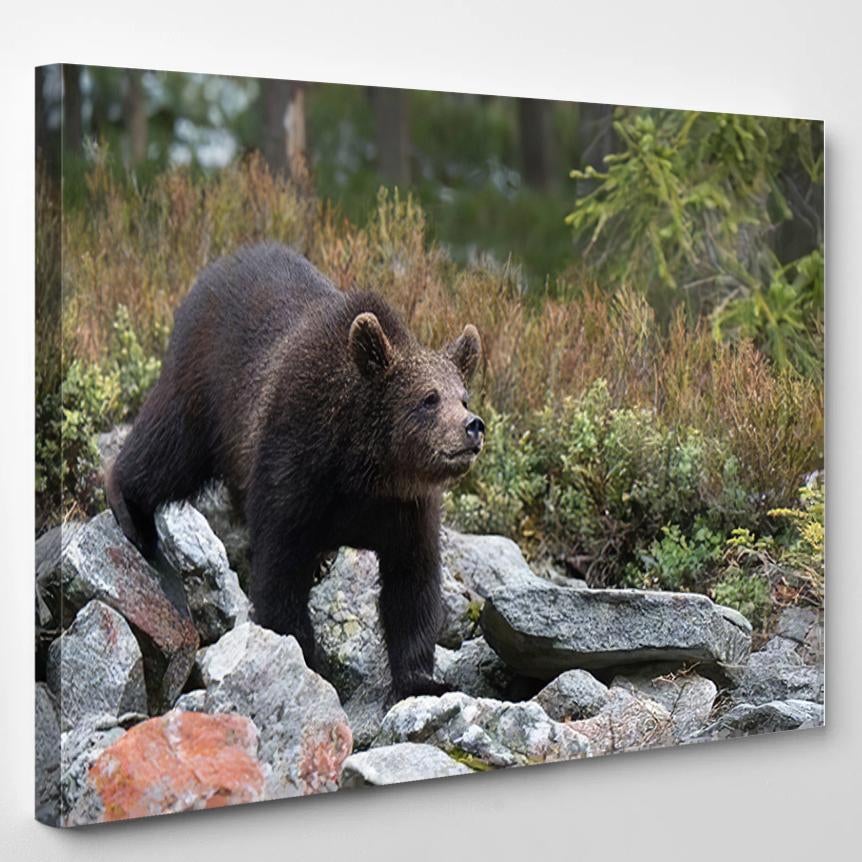 Young Broown Bear Ursus Arctos Looking 2 – Bear Animals Canvas Print