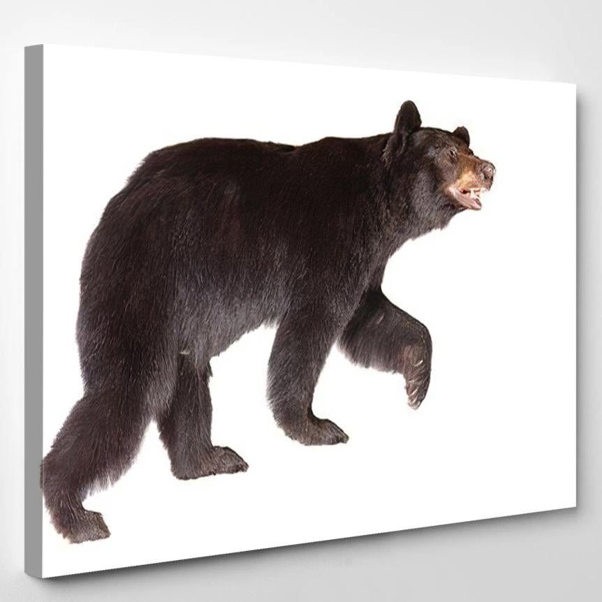 Taxidermy North American Black Bear Isolated – Bear Animals Canvas Print