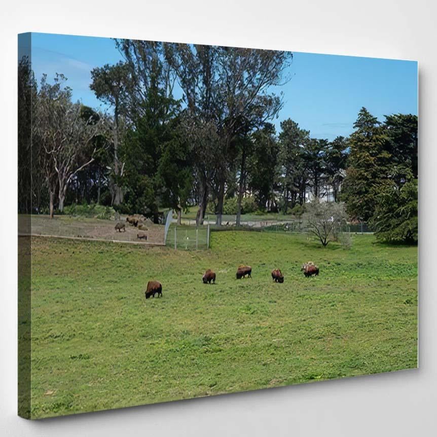 5 Buffalo Grazing Baby Bison Background – Bison Animals Canvas Print