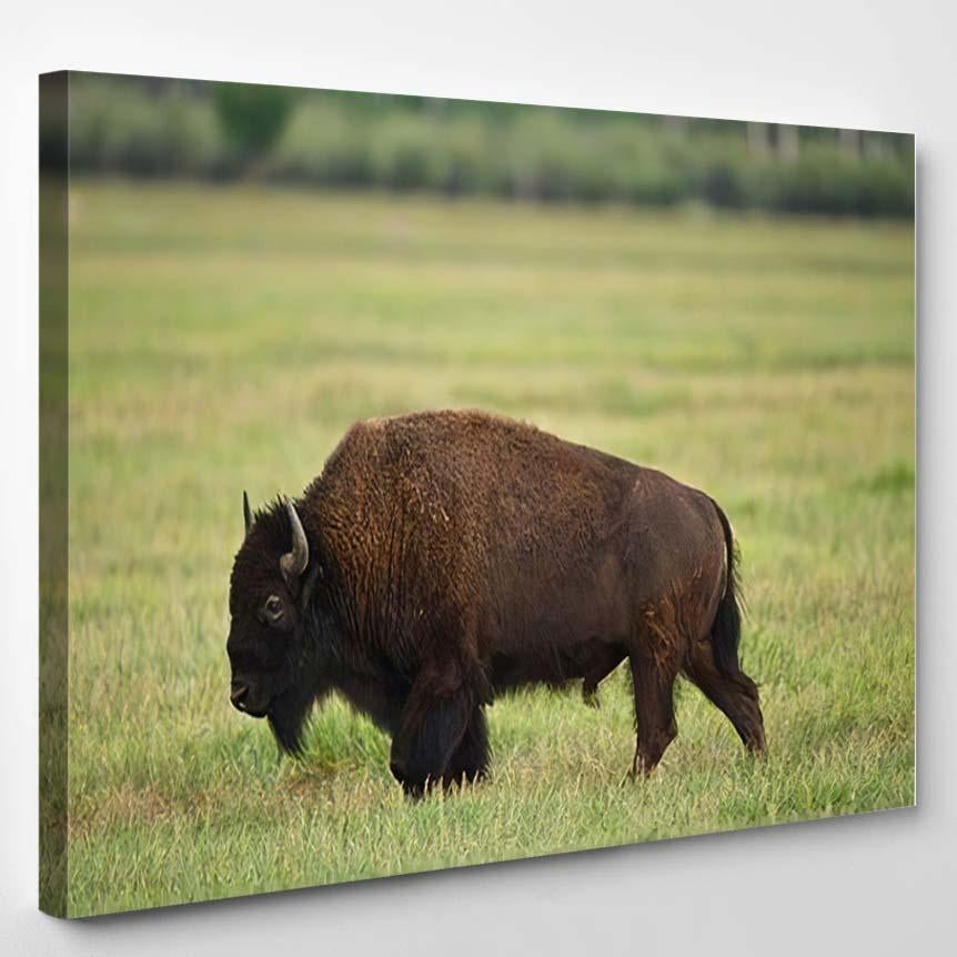 American Bison Grand Teton Np Wyoming 1 – Bison Animals Canvas Print