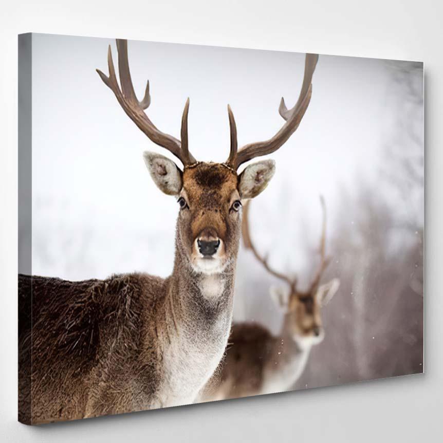 Portrait Male Fallow Deer Snow – Deer Animals Canvas Print