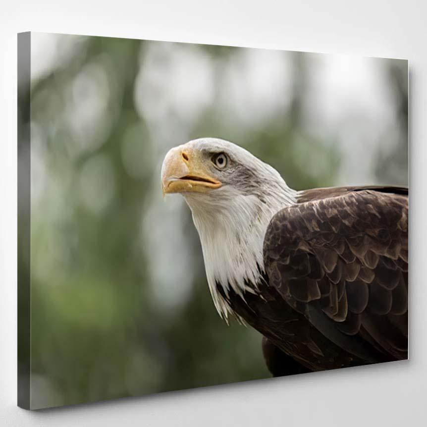 Portrait Eagle 3 – Eagle Animals Canvas Print