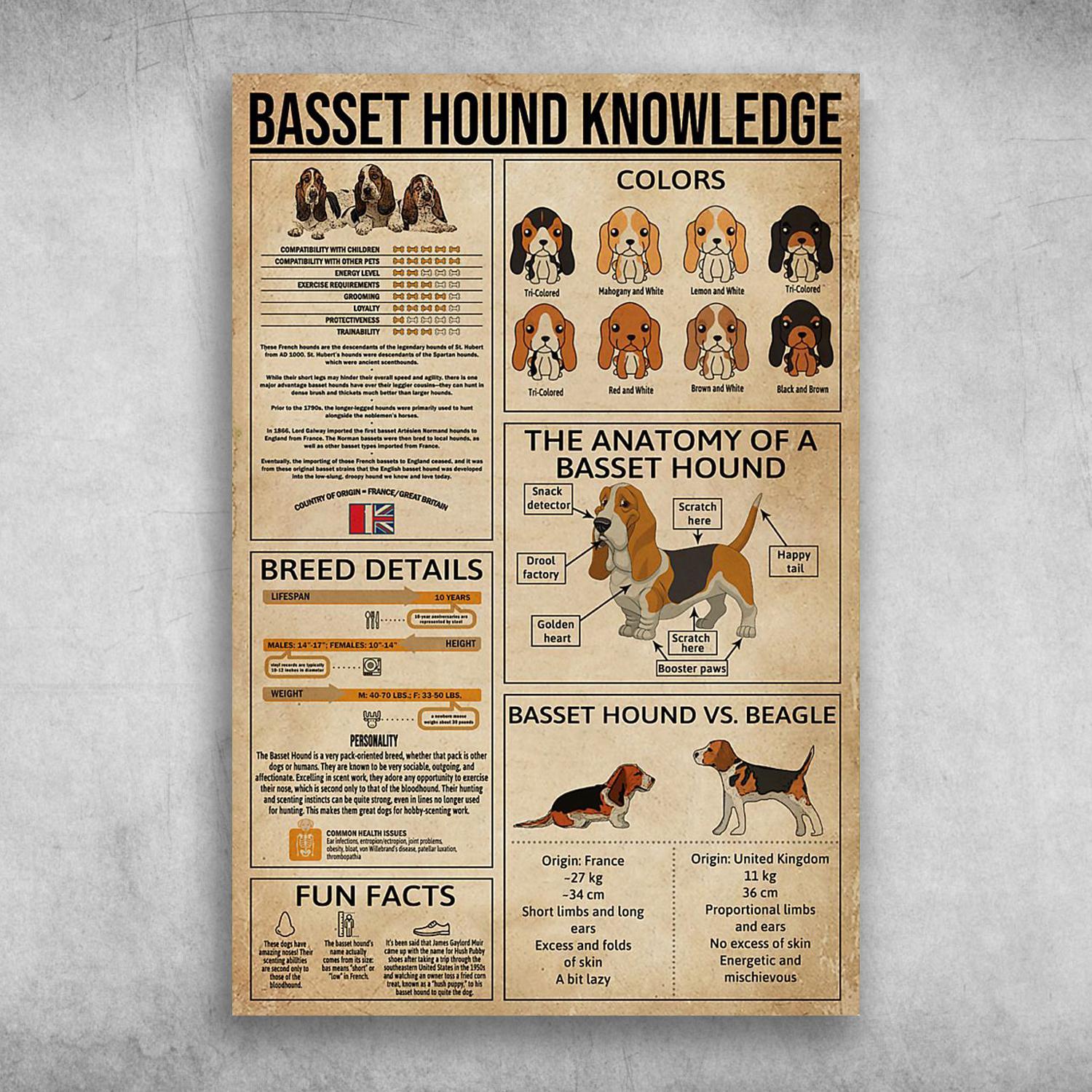 Basset Hound Knowledge The Anatomy Of A Basset Hound Poster Print Wall Art Canvas Wall Decor