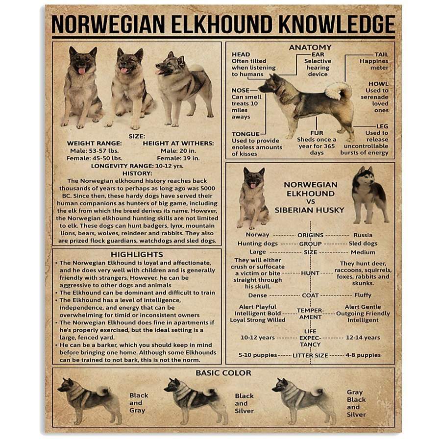 Norwegian Elkhound Knowledge Special Custom Design For Dog Lovers ...