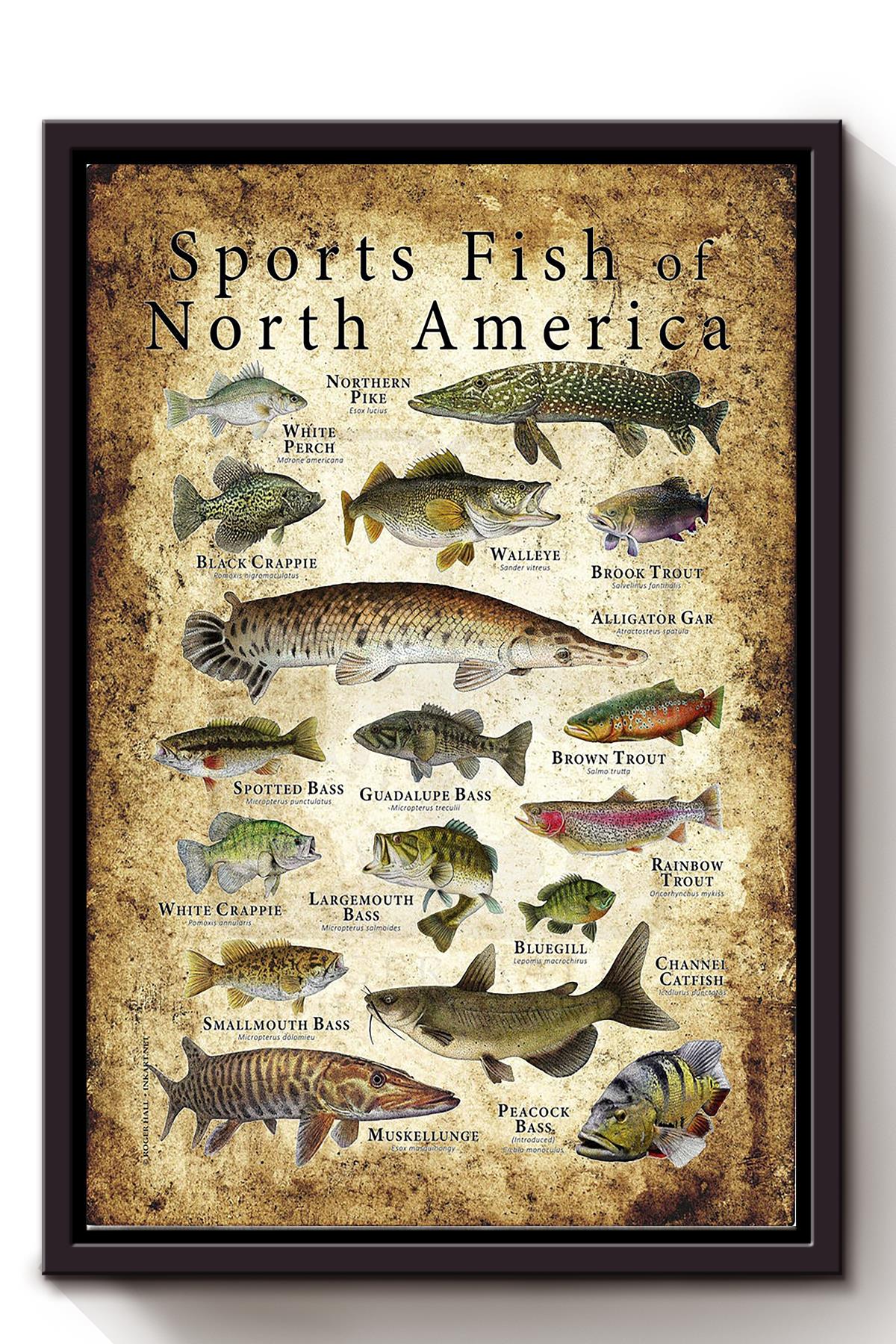 Sports Fish Of North America Animal Wall Art Gift For Animal Researcher Scientists Framed Matte Canvas