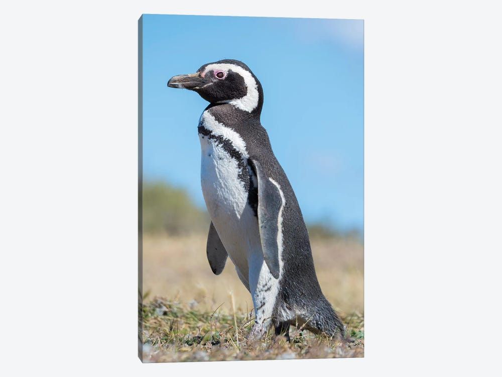 Magellanic Penguin in colony in Valdes, Patagonia, Argentina, Valdes Canvas Poster 8″x12″ 12×18″ 18″x26″ 24″x36″ 30″x45″