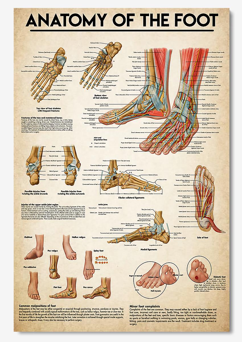 Anatomy Of The Foot Medical Knowledge Wall Art For Doctor Surgeon Hospital Clinic Decor Poster