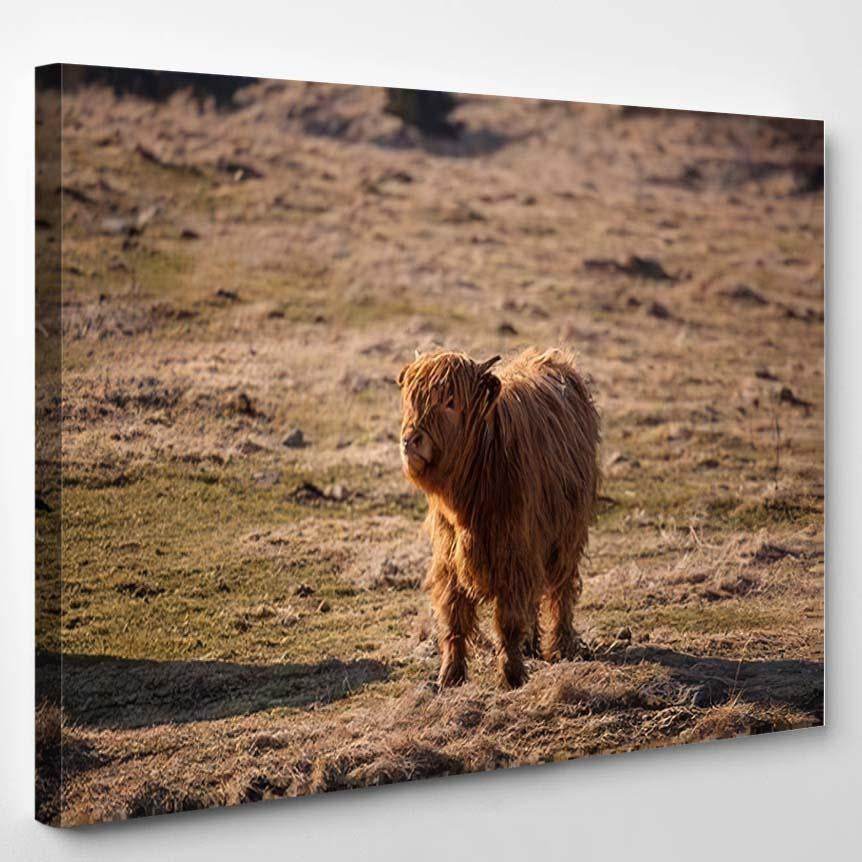 Scottish Highland Breed Cows Bohemian Forest – Bison Animals Canvas Print