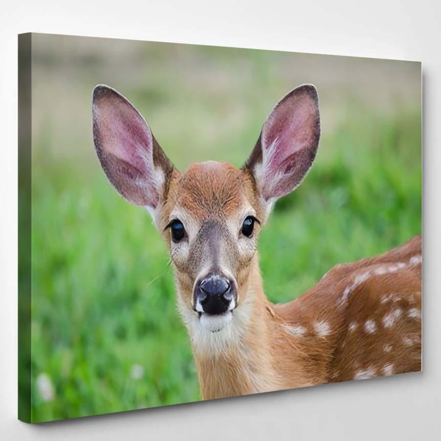 Young Deer Staring Straight Back Camera – Deer Animals Canvas Print