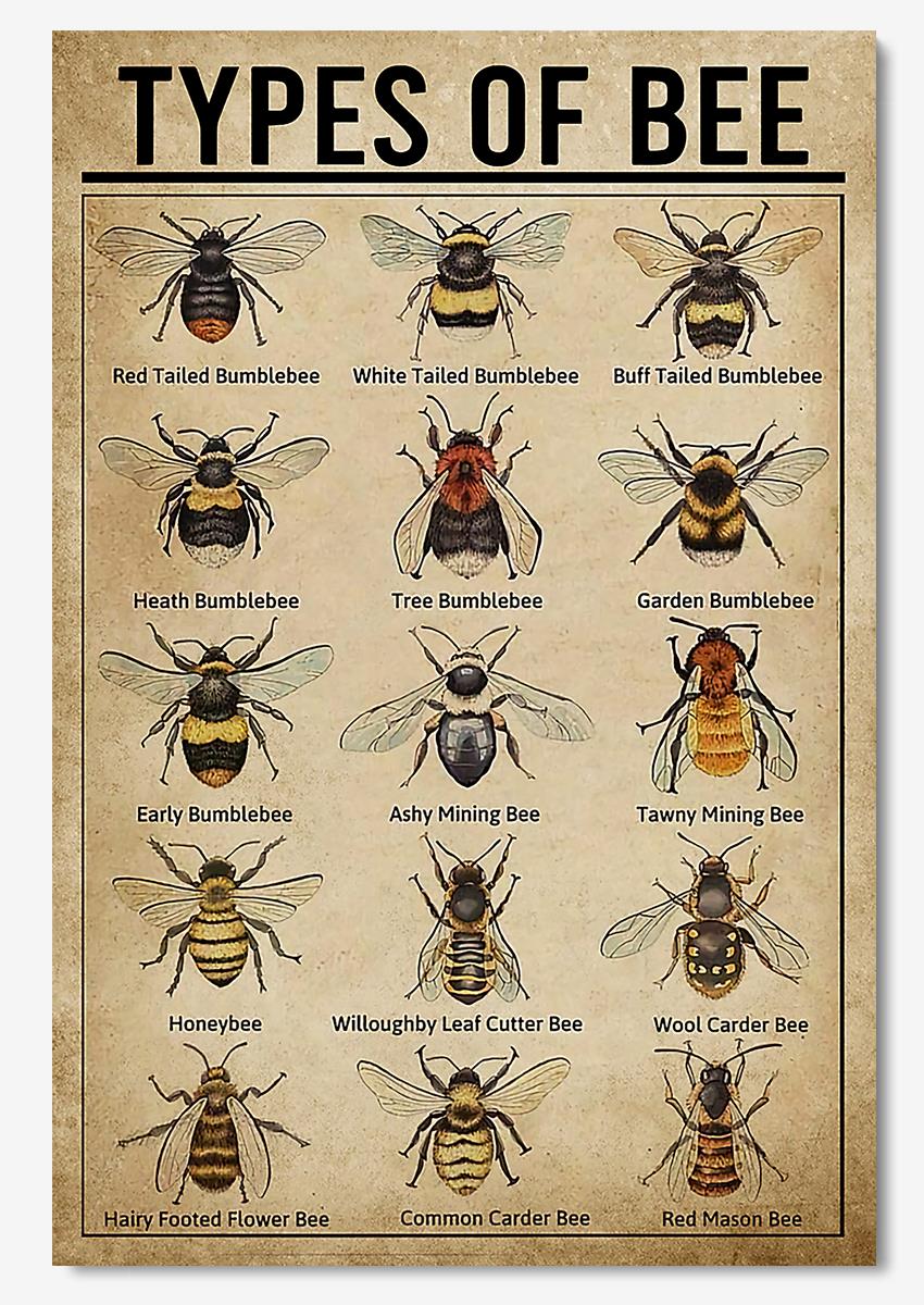 Tyoe Of Bee Animal Wall Art Gift For Bee Lovers Scientists Poster