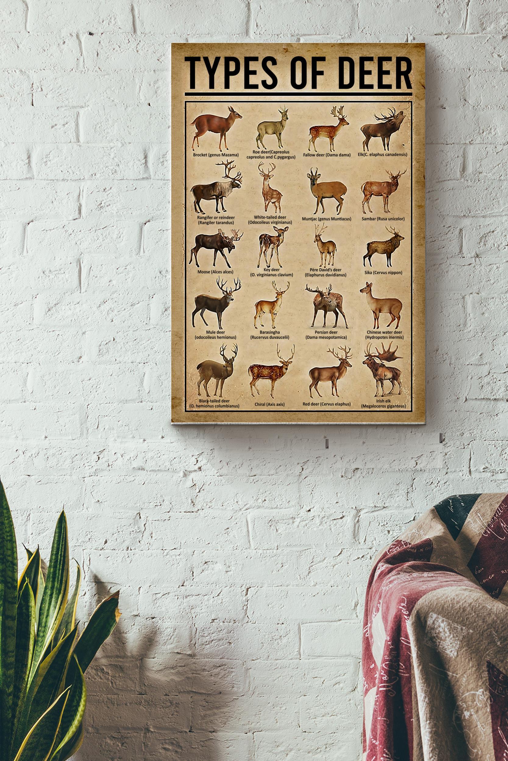 Types Of Deer In The World Poster – Animal Wall Art – Gift For Hunter Forest Lover Biologist Forest Creature Lover Wrapped Canvas