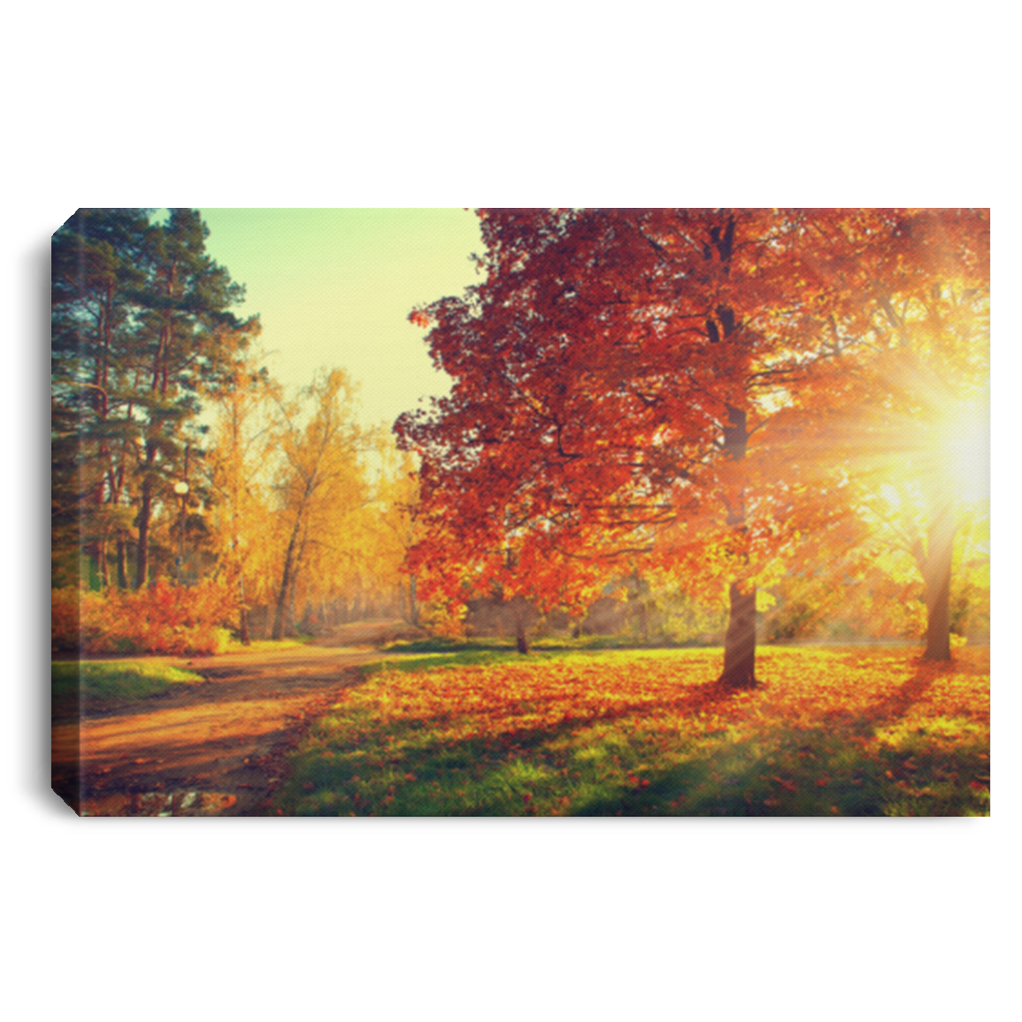 Autumn Canvas – Autumn Trees And Leaves In Sun Light Canvas For Home Decor