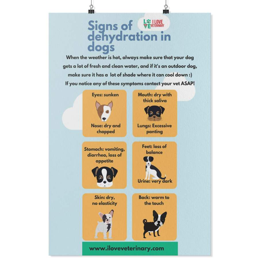 Signs of Dehydration in Dogs Poster Sun2lesvos Store