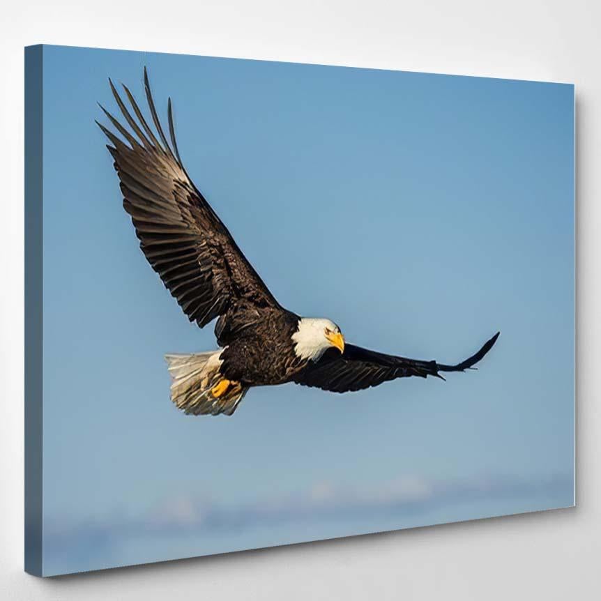 American Bald Eagle Soaring Against Clear – Eagle Animals Canvas Print