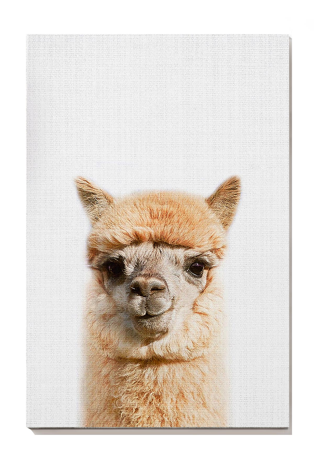 Alpaca Animal Wall Art For Alpaca Lover Kid Room Decor Wrapped Canvas