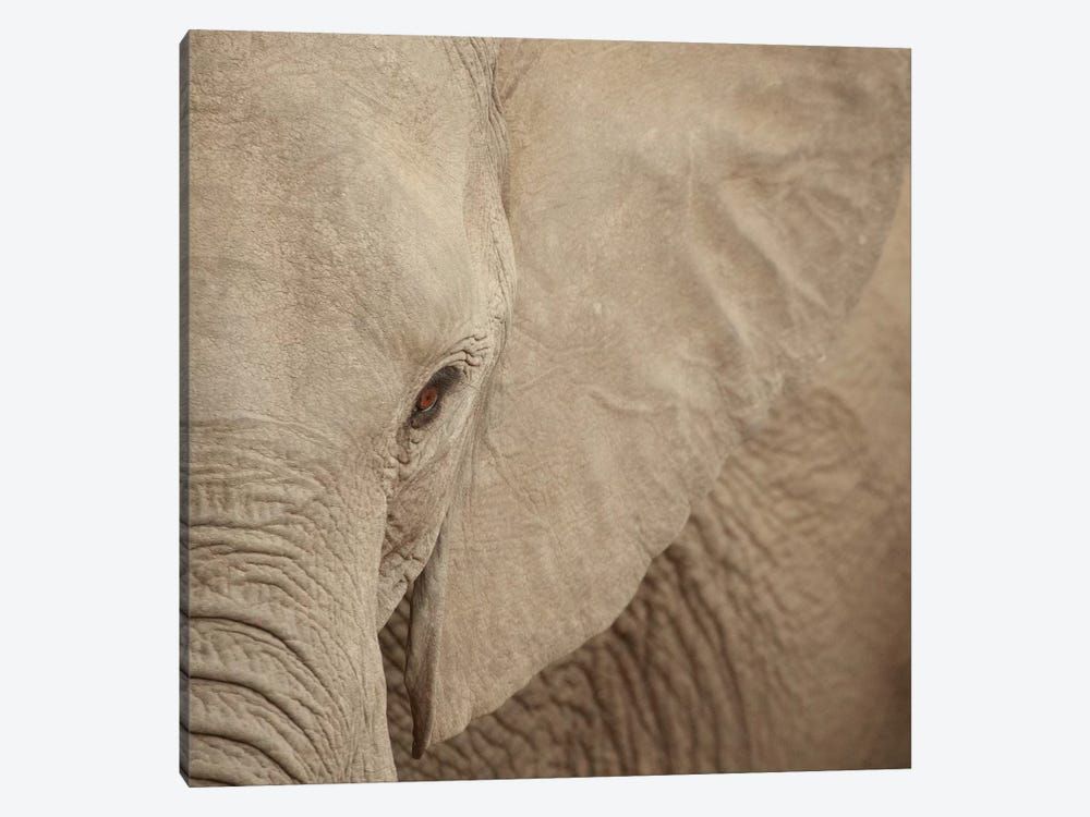 Elephant Up Close Canvas Poster 8″x12″ 12×18″ 18″x26″ 24″x36″ 30″x45″