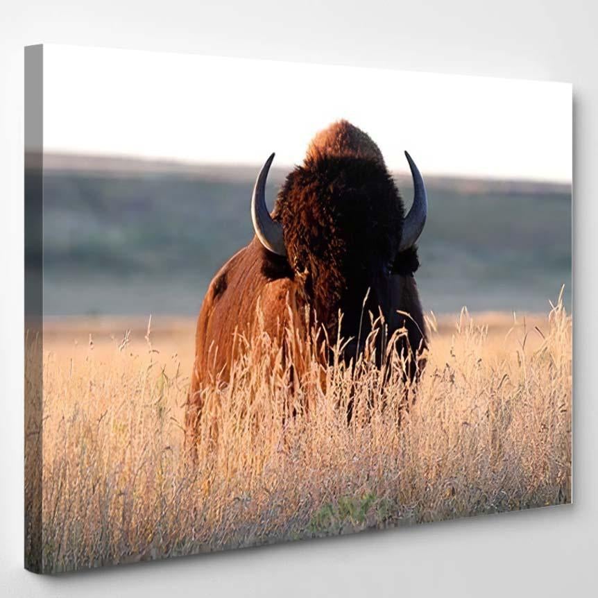 American Bison Bull Tall Grass Shortgrass – Bison Animals Canvas Print