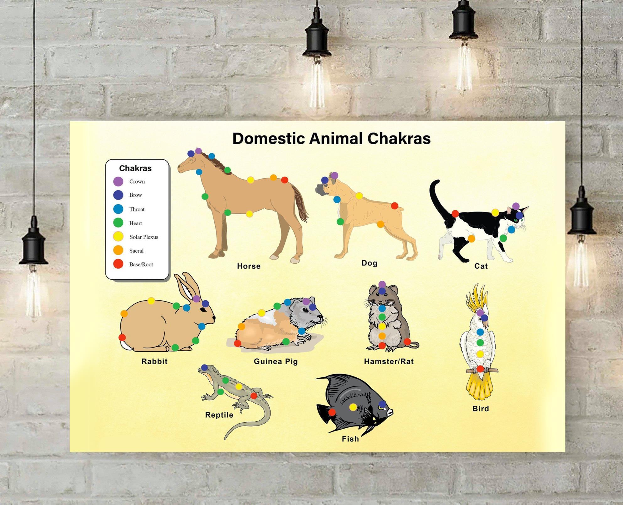 Veterinarians Domestic Animals Chakar Canvas And Poster, Canvas Prints, My Poster Wall, Canvas Wall Art, Wall Decor Visual Art